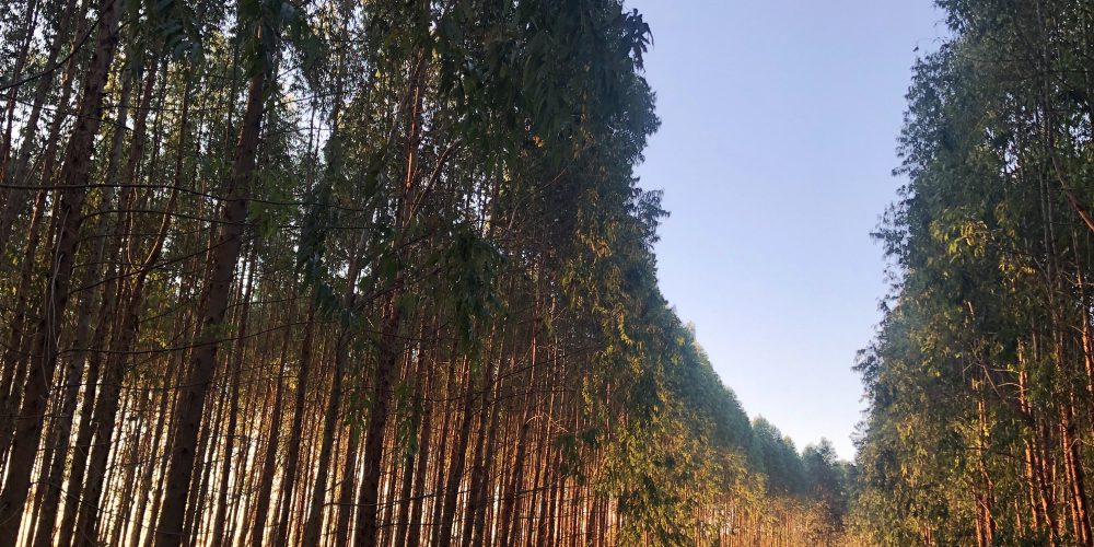 Forestry at sunset in the White river area